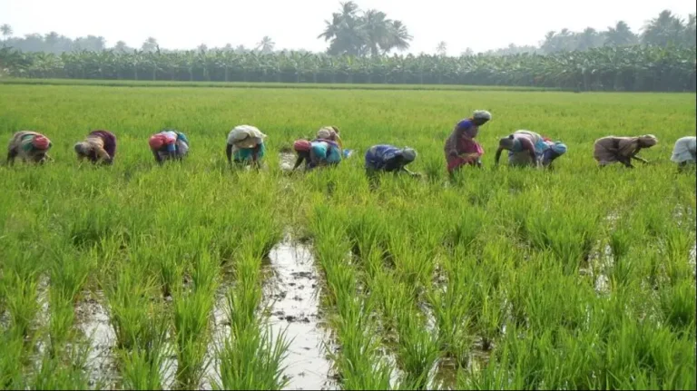 உங்கள் விவசாயக் கடன் தள்ளுபடி செய்யப்பட்டுள்ளதா? மொபைலில் உடனே செக் செய்வது எப்படி?